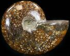 Cleoniceras Ammonite Fossil - Madagascar #41652-1
